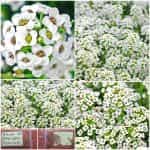 Άλυσσο ''Snowcloth'' Γλυκό Άσπρο Νάνο