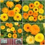 Καλέντουλα Διπλή Γίγας Μιξ