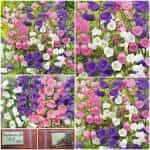 Καμπανούλα Μιξ