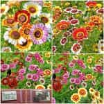 Χρυσάνθεμο Μιξ