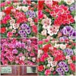 Γοδέτια Μιξ