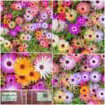 Μεσημβριάνθεμο Μιξ