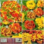 Καλσεολάρια Μιξ