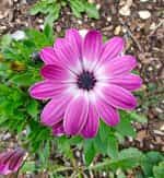 Διμορφοθήκη Μιξ - Image 2