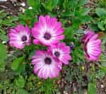 Διμορφοθήκη Μιξ - Image 3