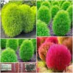 Κόχια - Νεροκυπάρισσο