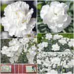 Γαρύφαλλο Άσπρο Αρωματικό