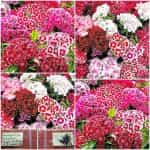 Γαρύφαλλο Ποιητών ''Sweet William'' Μιξ Νάνο