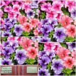 Πετούνια ''Superbissima'' F1 Μιξ