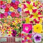 Πετούνια ''Grandiflora'' Μεγανθής Μιξ