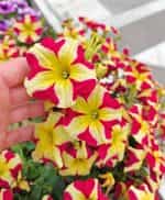 Πετούνια ''Grandiflora'' Μεγανθής Μιξ - Image 2