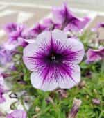 Πετούνια ''Grandiflora'' Μεγανθής Μιξ - Image 3