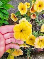 Πετούνια ''Grandiflora'' Μεγανθής Μιξ - Image 4