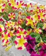 Πετούνια ''Grandiflora'' Μεγανθής Μιξ - Image 5