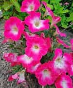 Πετούνια ''Grandiflora'' Μεγανθής Μιξ - Image 6