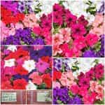 Πετούνια ''Semplice'' Μονή Μιξ