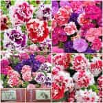 Πετούνια Διπλή Μιξ