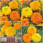 Κατιφές Μεσαίος Μιξ