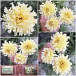 Κατιφές Λευκός Γίγας