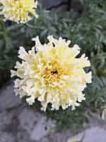 Κατιφές Λευκός Γίγας - Image 2