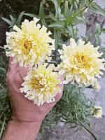 Κατιφές Λευκός Γίγας - Image 3