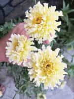 Κατιφές Λευκός Γίγας - Image 4