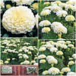 Κατιφές ''Kilimanjaro'' Άσπρος