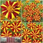 Κατιφές ''Mr Majestic'' Ριγωτός Νάνος