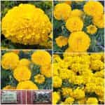 Κατιφές Κίτρινος ''Palla D' Oro'' Νάνος