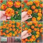 Κατιφές Δίχρωμος Νάνος