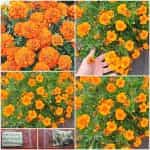 Κατιφές Πορτοκαλί ''Valencia'' Νάνος