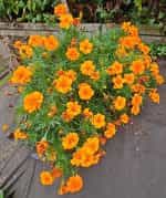 Κατιφές Πορτοκαλί ''Valencia'' Νάνος - Image 3