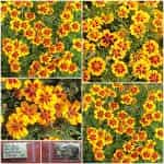 Κατιφές ''Naughty Marietta'' Δίχρωμος Νάνος