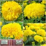 Κατιφές ''Calando Lemon'' Νάνος