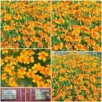 Κατιφές του Κάμπου ''Golden Gem'' Νάνος