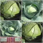 Λάχανο ''Jubilee'' F1 Γίγας