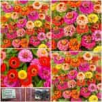 Ζίννια ''Lilliput Pompon'' Μιξ