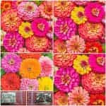 Ζίννια Διπλή Γίγας Μιξ