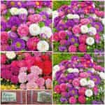 Άστρο Νανάκι Μιξ