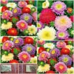 Άστρο Πριγκιπέσσα ''Princess'' Μιξ