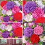 Άστρο ''Ostrich Feather'' Μιξ