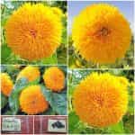 Ηλίανθος ''Sole d' Oro''