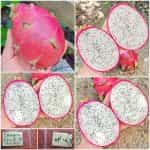 Dragon Fruit Λευκό