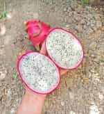 Dragon Fruit Λευκό - Image 2