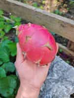 Dragon Fruit Λευκό - Image 3