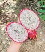 Dragon Fruit Λευκό - Image 4