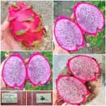 Dragon Fruit Ροζ
