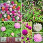 Γκονφρένα Μιξ