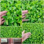 Ρόκα ''Baby Leaf''