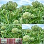 Αγκινάρα ''Romanesco'' Παραδοσιακή